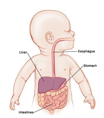 Newborn Digestive System and Development